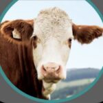 Dairy Farmers app Record Book and in Urdu