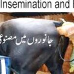 Artificial insemination in dairy cows book pdf in Urdu and English