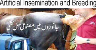 Artificial insemination in dairy cows book pdf in Urdu and English